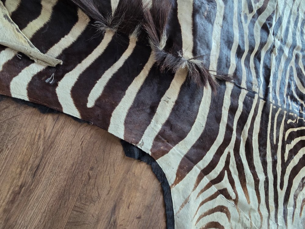 Genuine Burchell Zebra Skin-photo-1