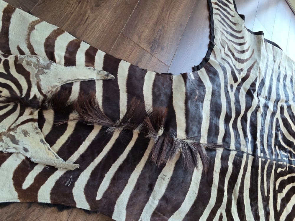 Genuine Burchell Zebra Skin-photo-2