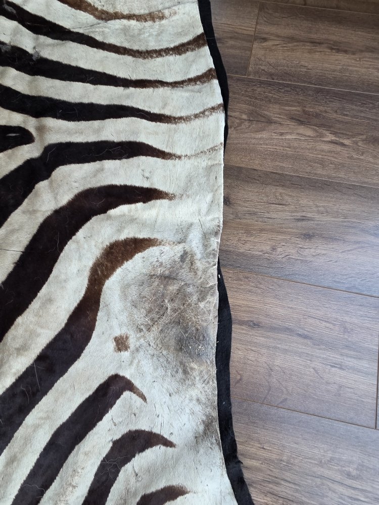 Genuine Burchell Zebra Skin-photo-4