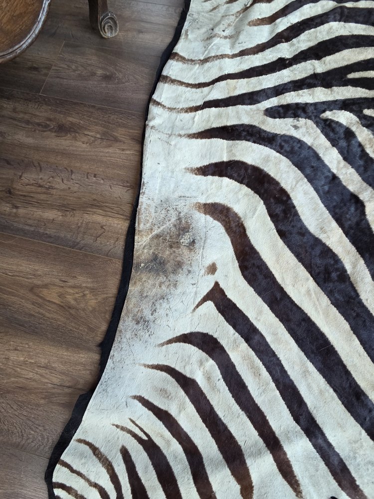 Genuine Burchell Zebra Skin-photo-5