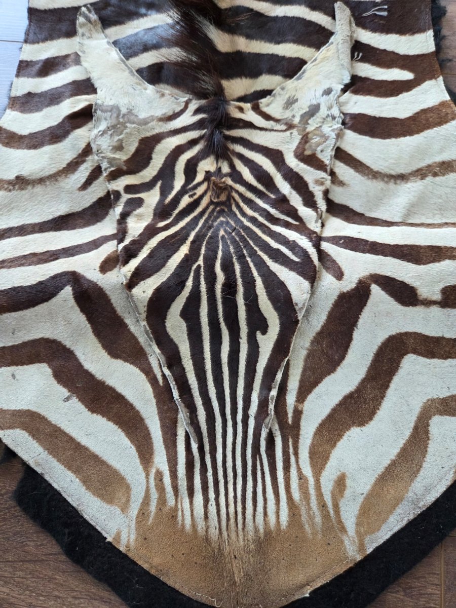 Genuine Burchell Zebra Skin-photo-7