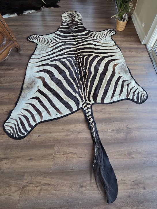 Genuine Burchell Zebra Skin-photo-8