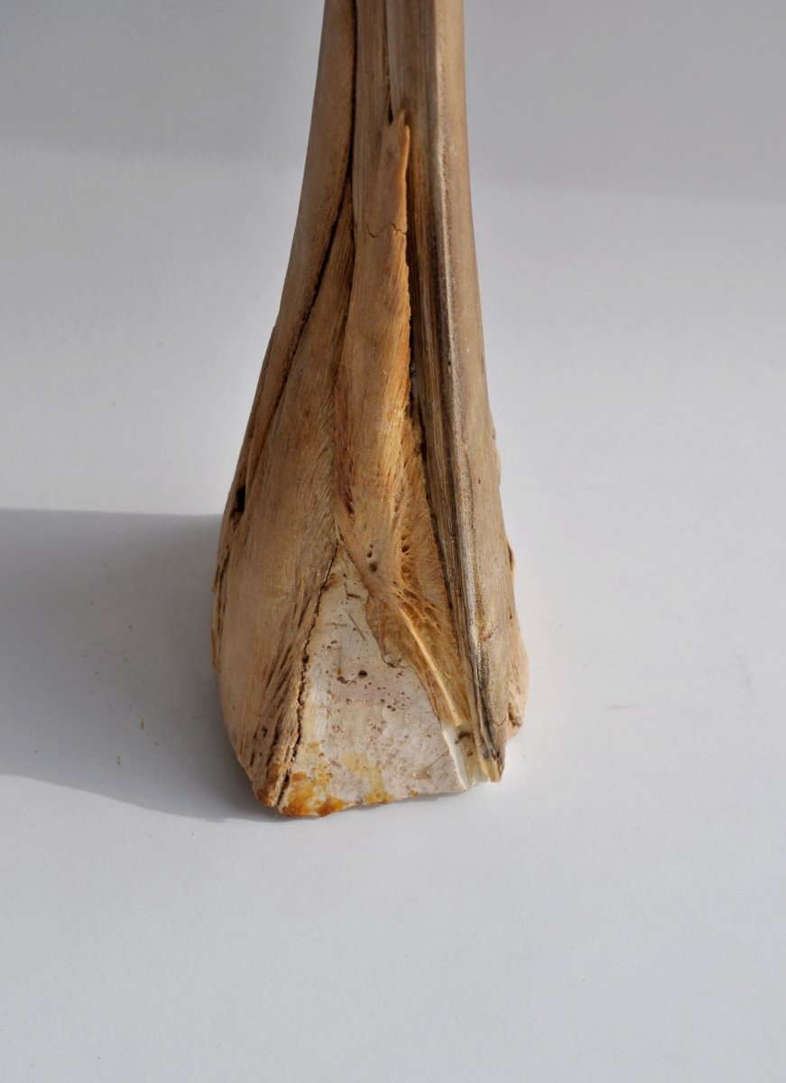 Large Rostrum Of Swordfish - 106 Cm - XXth-photo-1