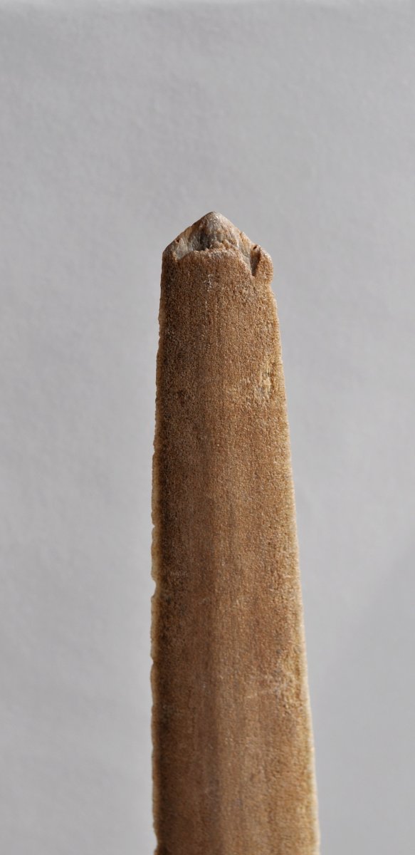 Large Rostrum Of Swordfish - 106 Cm - XXth-photo-3