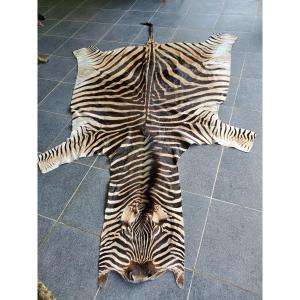 Taxidermy - Plains Zebra Skin - Hunting Trophy