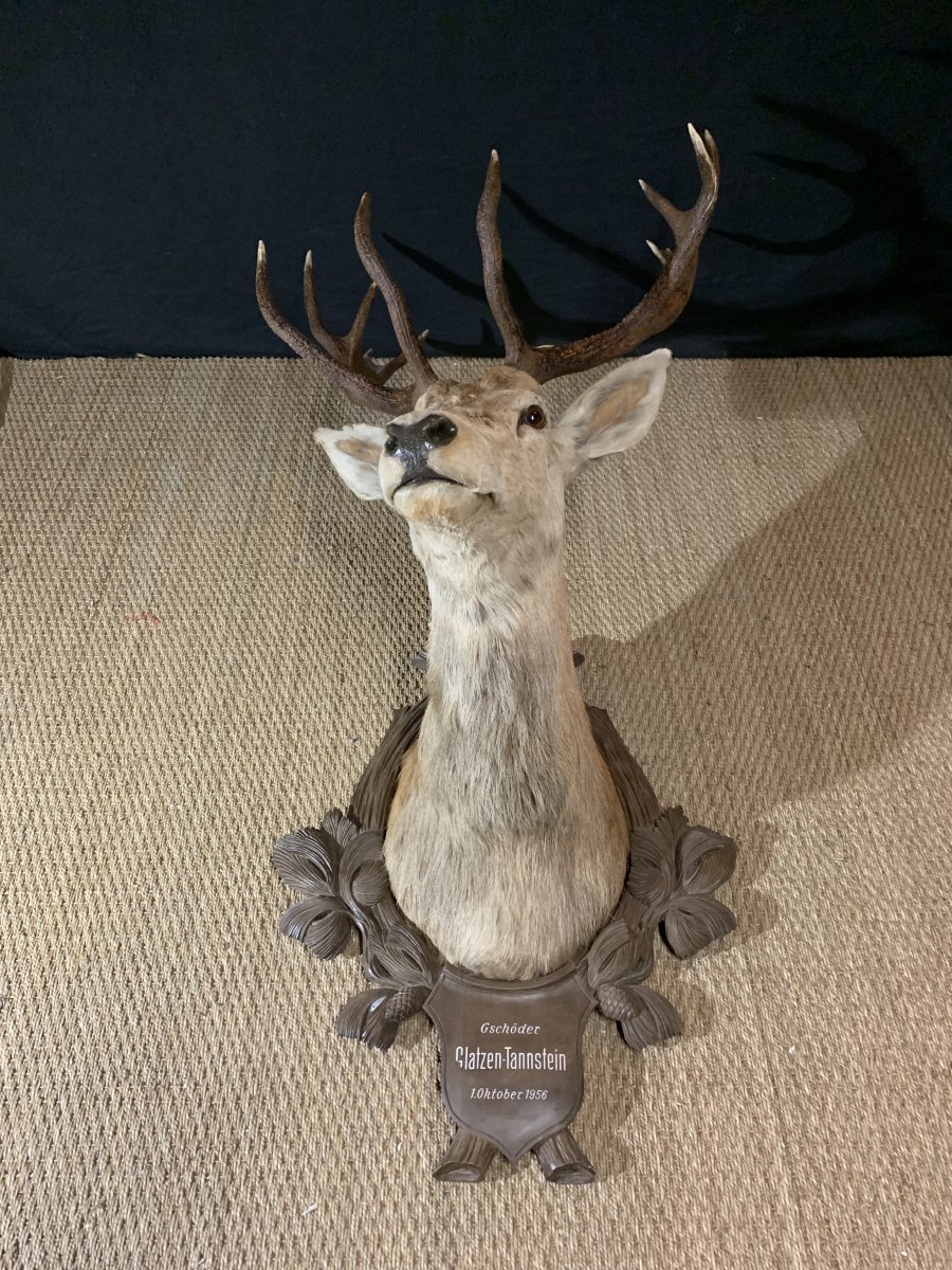Large Black Forest Hunting Trophy, XXth-photo-4