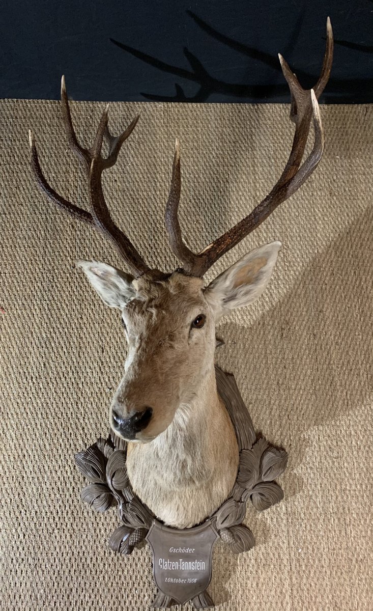 Large Black Forest Hunting Trophy, XXth