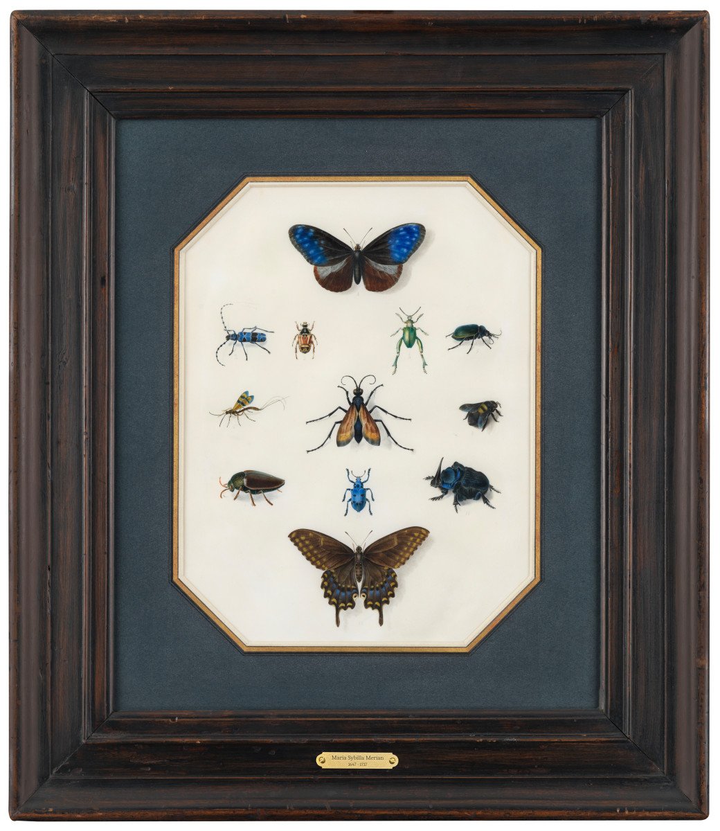 Study Of Insects On Vellum – Workshop Of Maria Sibylla Merian (1647 – 1717)