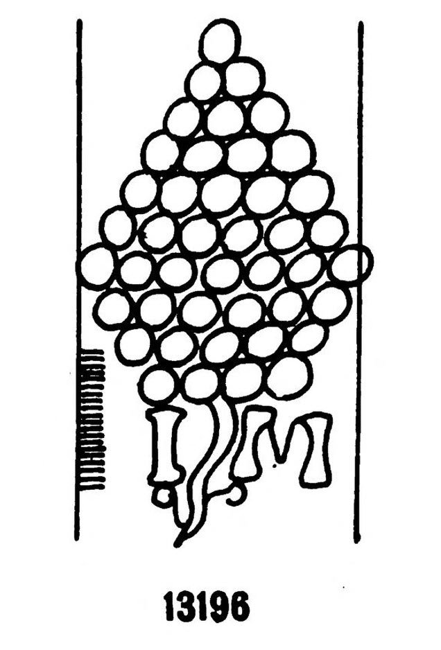 Portrait Of Charles Ix, King Of France, Follower Of François Clouet-photo-4