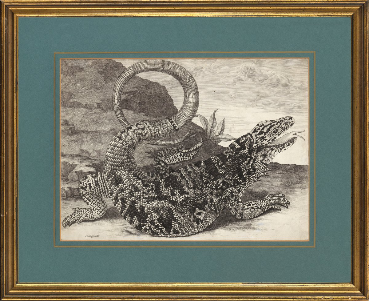 Sauvegarde (american Reptile) – Maria Sibilla Merian (1647–1717)-photo-2