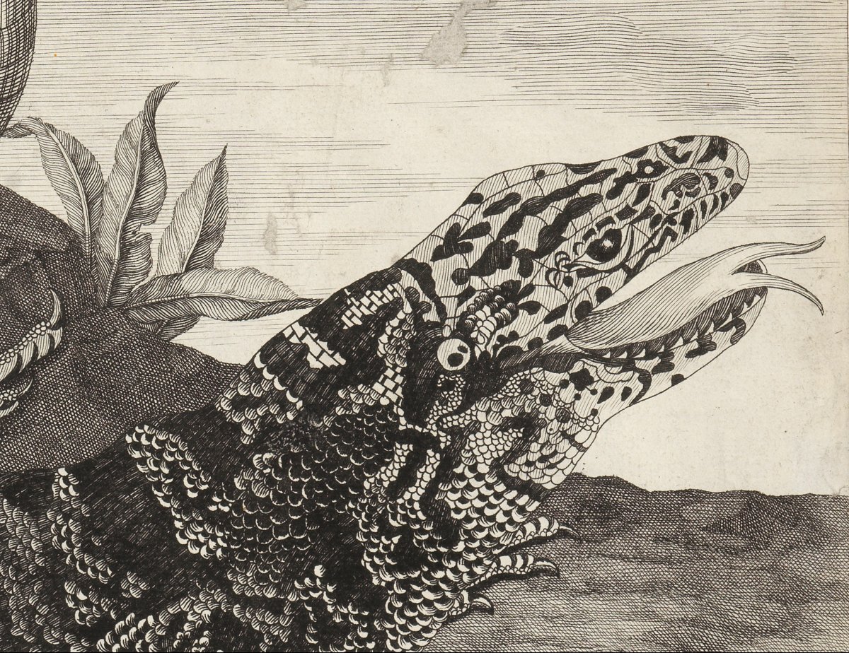 Sauvegarde (american Reptile) – Maria Sibilla Merian (1647–1717)-photo-3