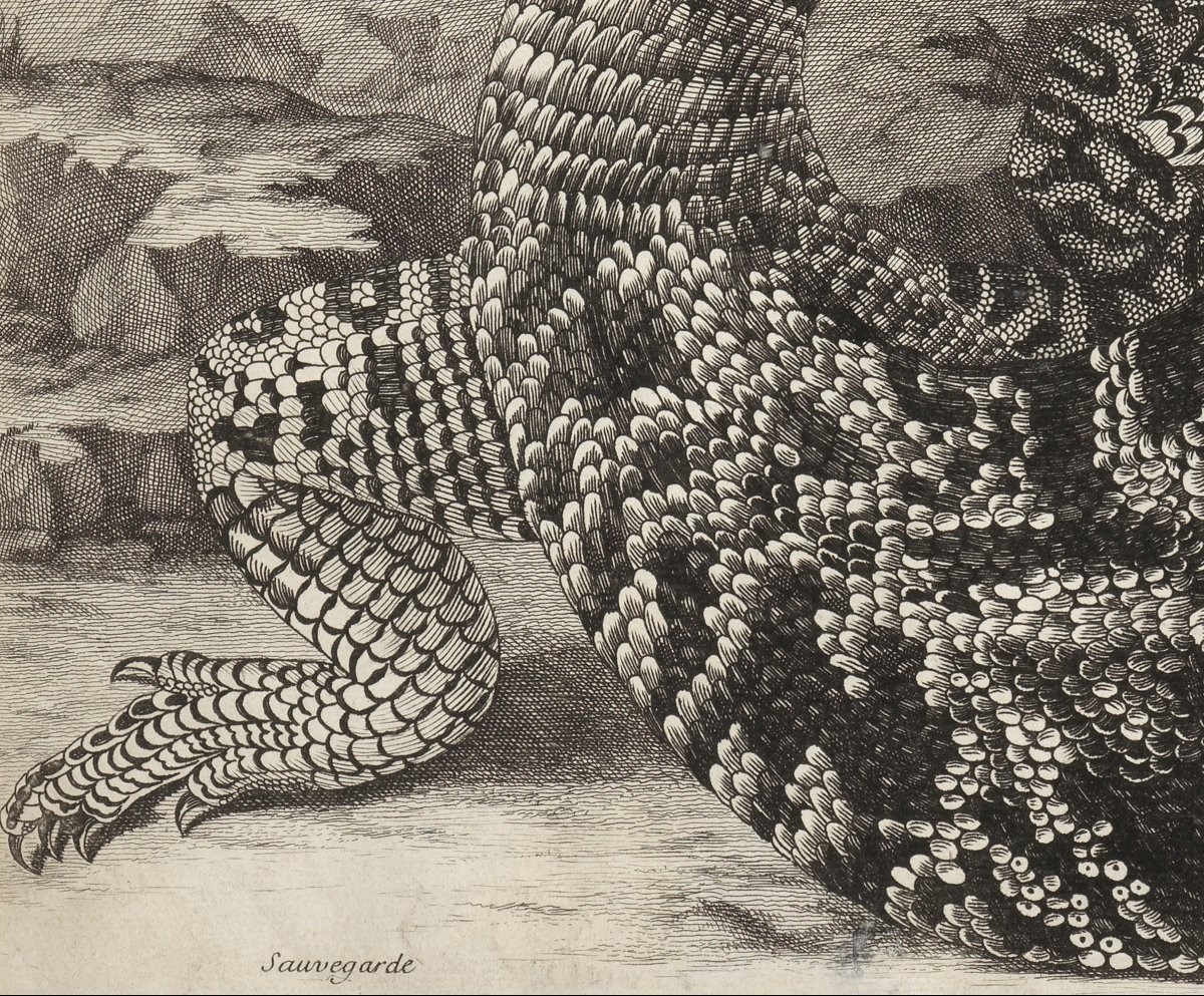 Sauvegarde (american Reptile) – Maria Sibilla Merian (1647–1717)-photo-4