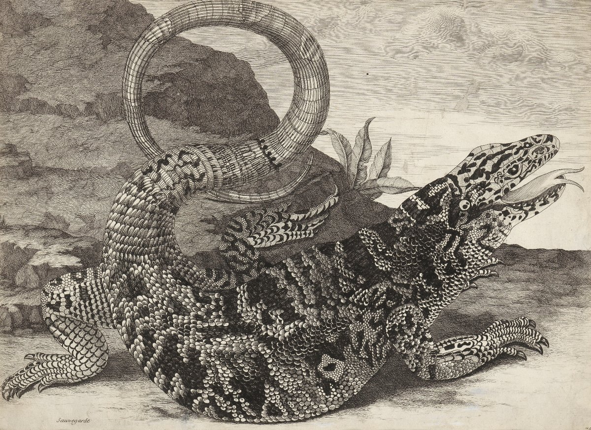 Sauvegarde (american Reptile) – Maria Sibilla Merian (1647–1717)