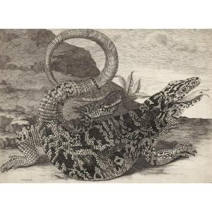 Sauvegarde (american Reptile) – Maria Sibilla Merian (1647–1717)