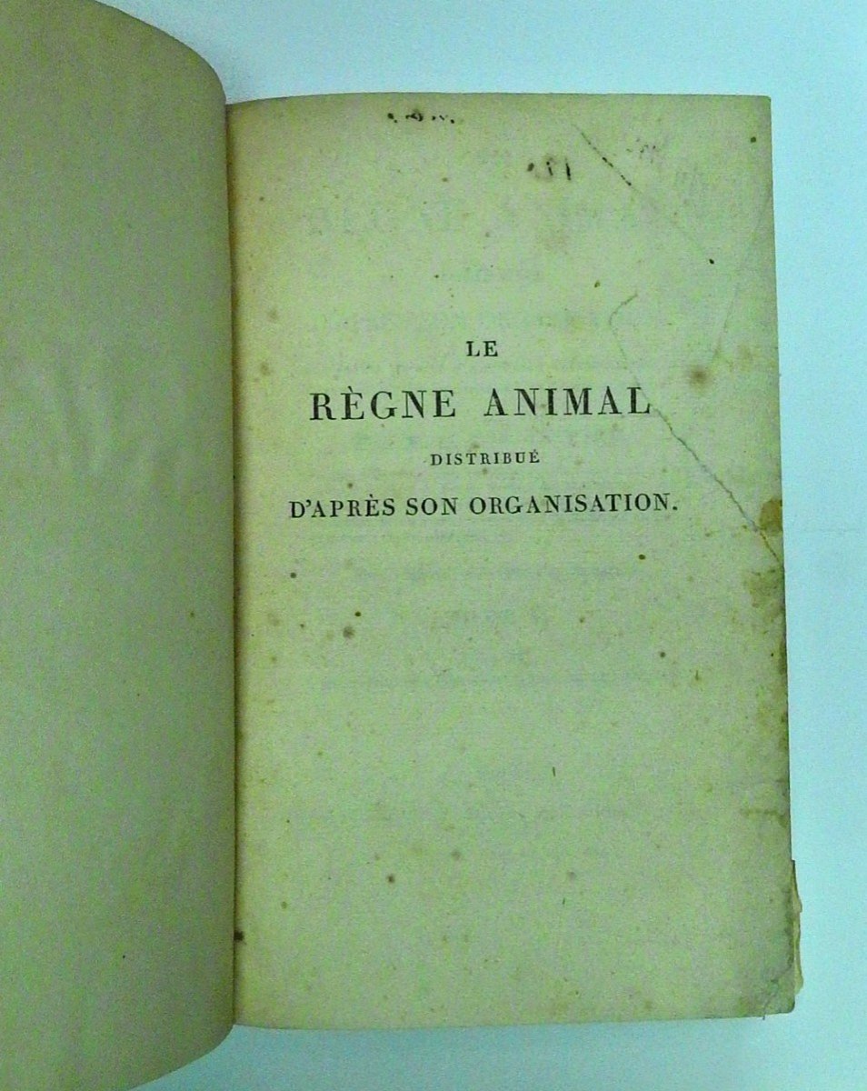 Le Règne Animal Distribué d'Après Son Organisation Par Georges Cuvier 1ère édition de 1817-photo-3