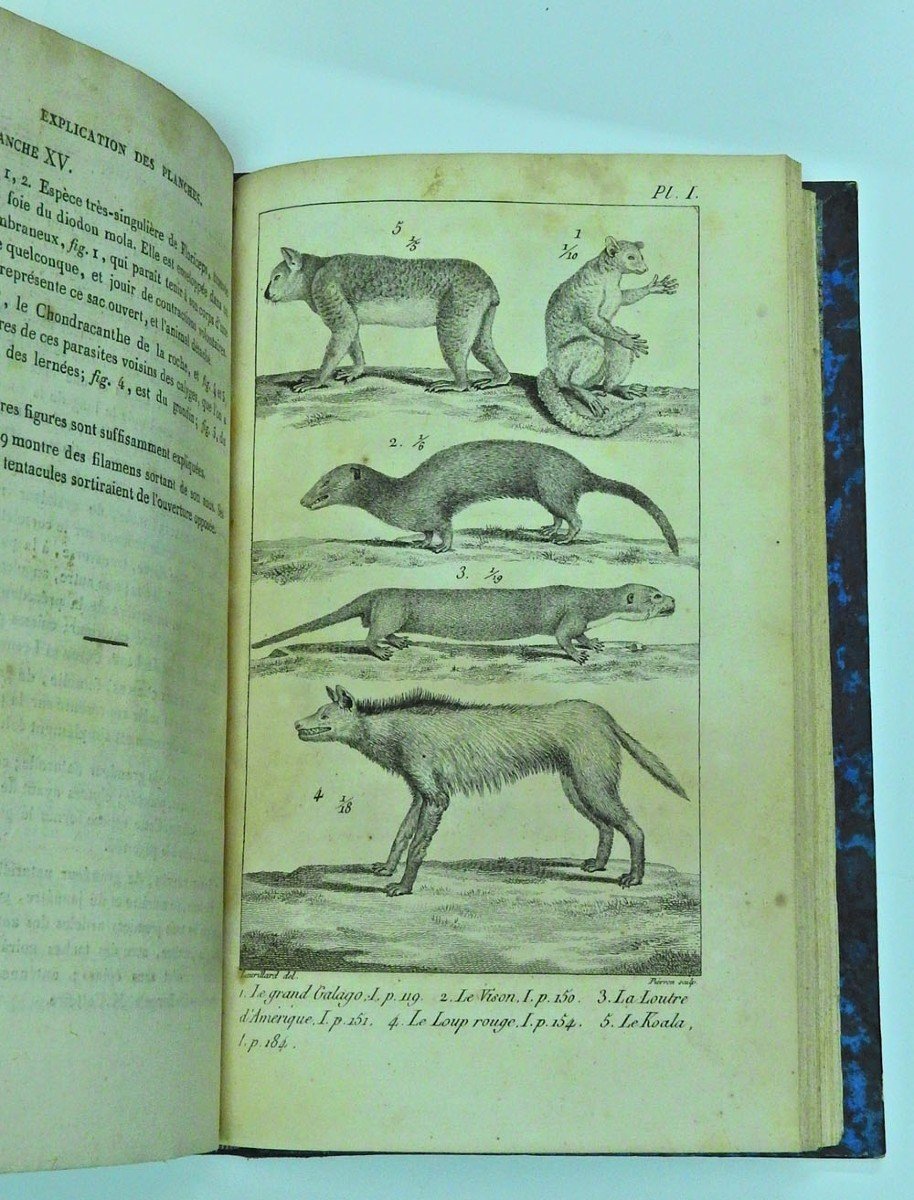 Le Règne Animal Distribué d'Après Son Organisation Par Georges Cuvier 1ère édition de 1817-photo-8