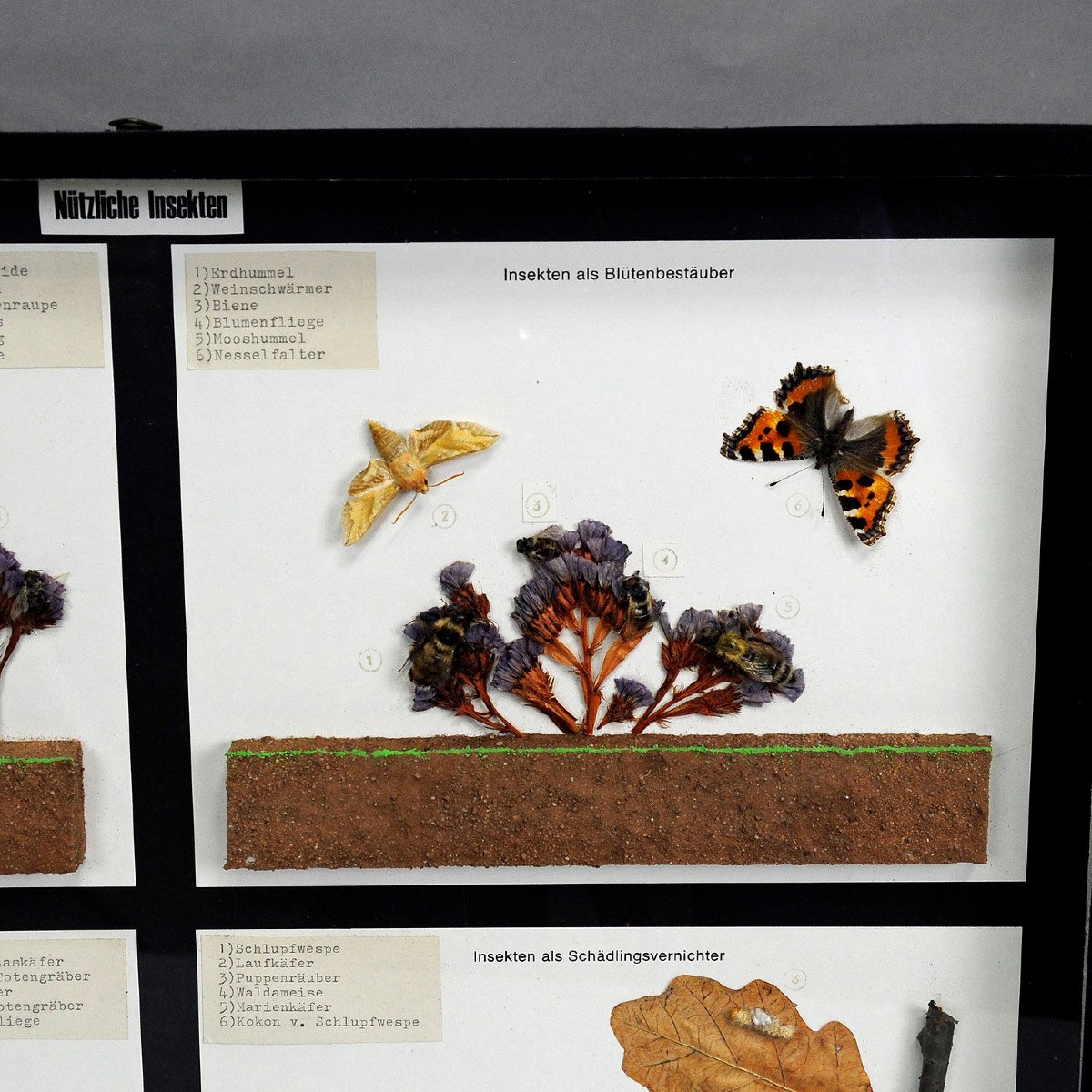 Vintage School Teaching Display Of Usefull Insects -photo-3