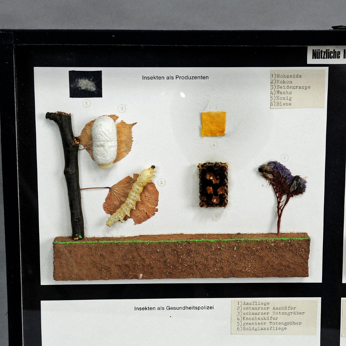 Vintage School Teaching Display Of Usefull Insects -photo-4