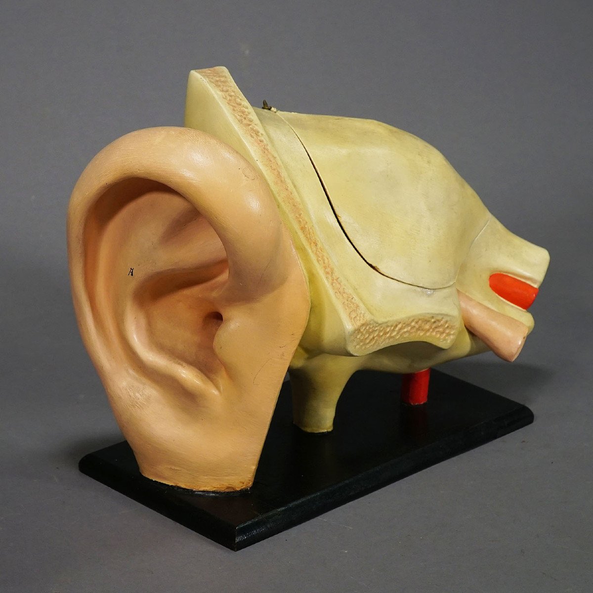 Antique Teaching Aid - Ear Model - Somso Ca. 1900-photo-2