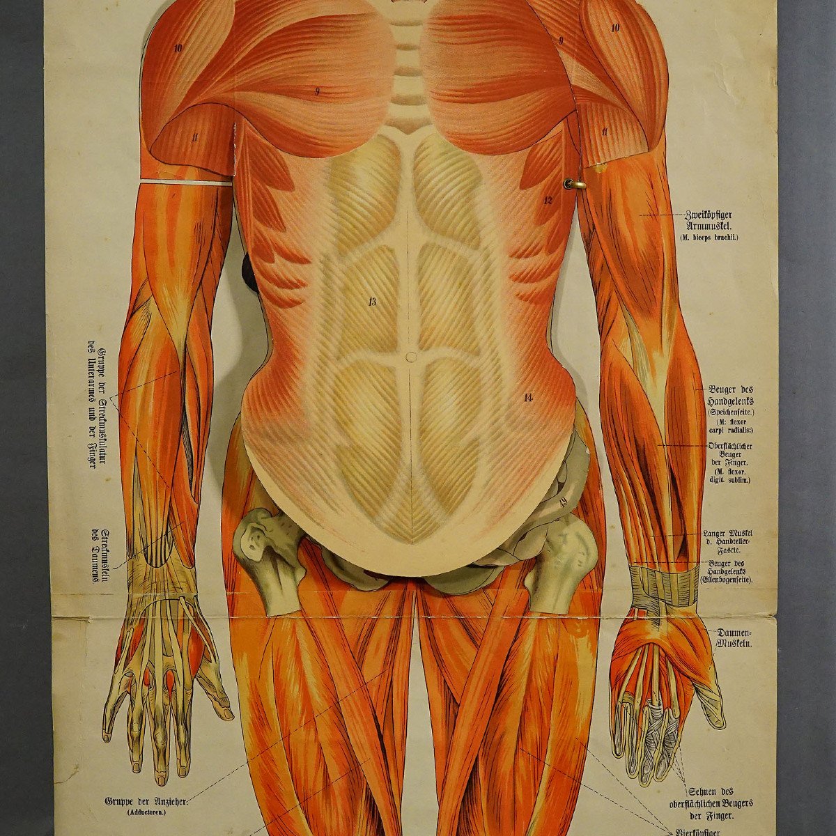 Tableau Mural Anatomique Pliable Illustrant La Musculature Humaine-photo-3