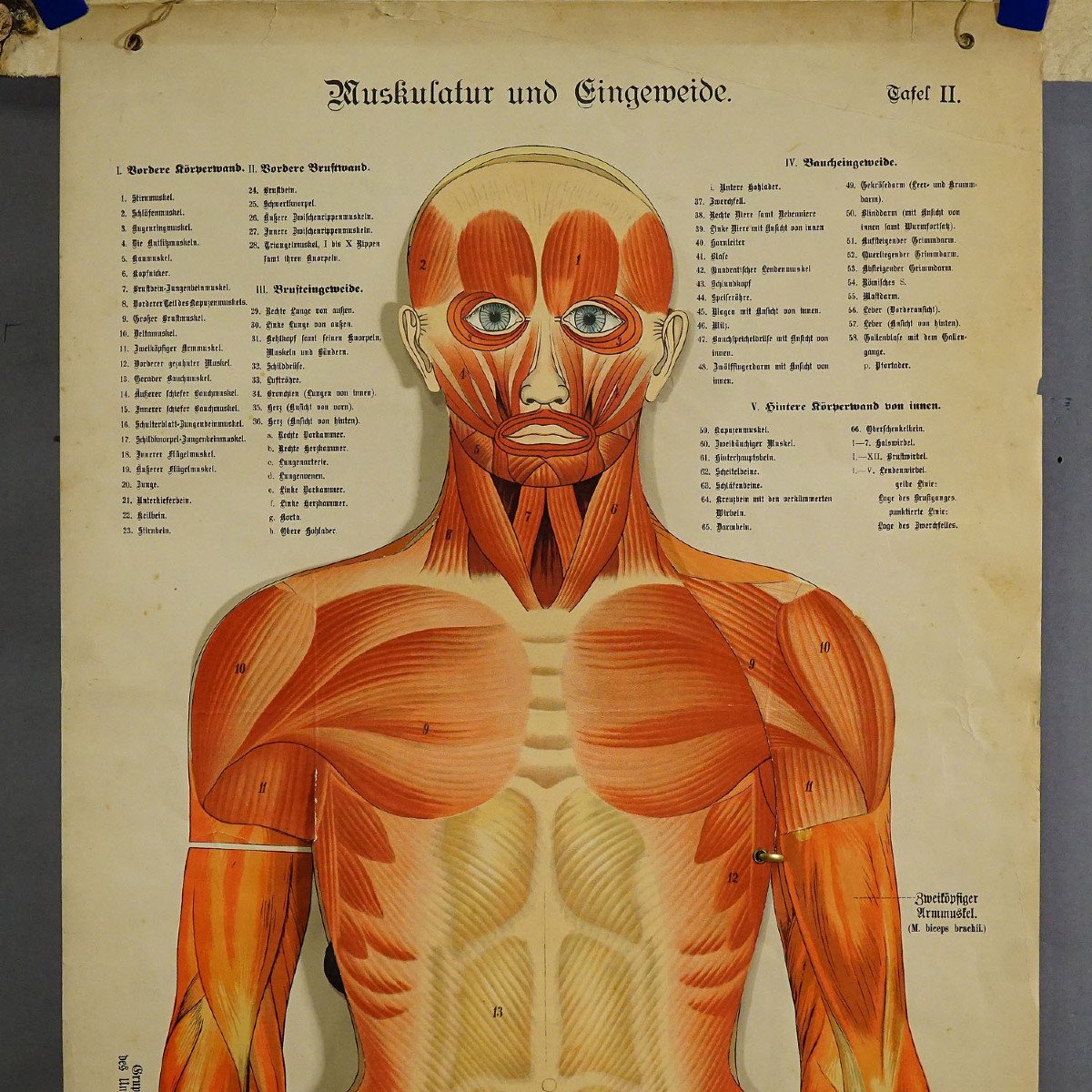 Tableau Mural Anatomique Pliable Illustrant La Musculature Humaine-photo-4