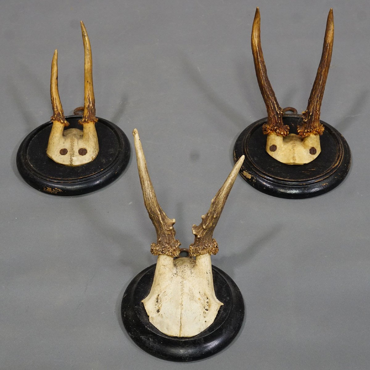 Six Old Deer Trophies On Wooden Plates Germany Circa 1900-photo-2