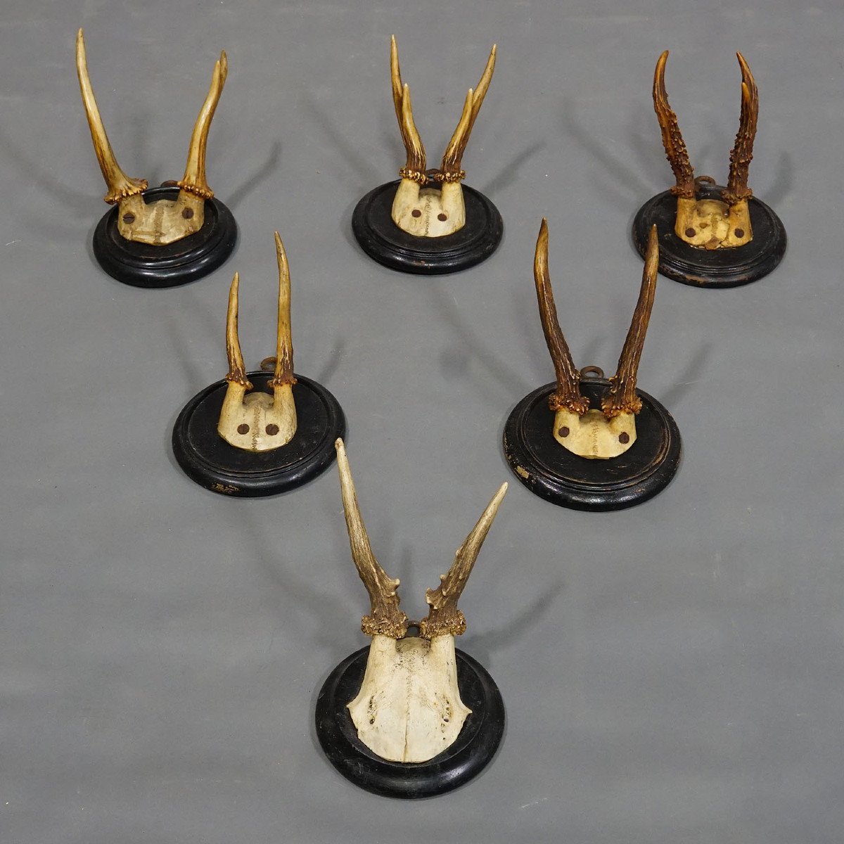 Six Old Deer Trophies On Wooden Plates Germany Circa 1900-photo-3