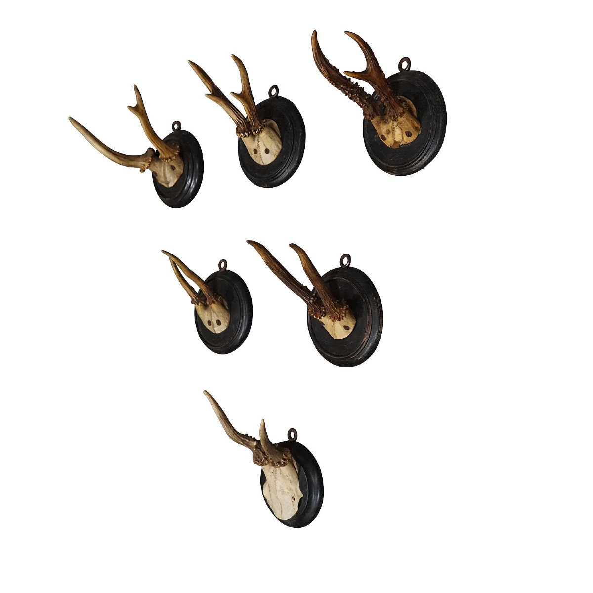 Six Old Deer Trophies On Wooden Plates Germany Circa 1900