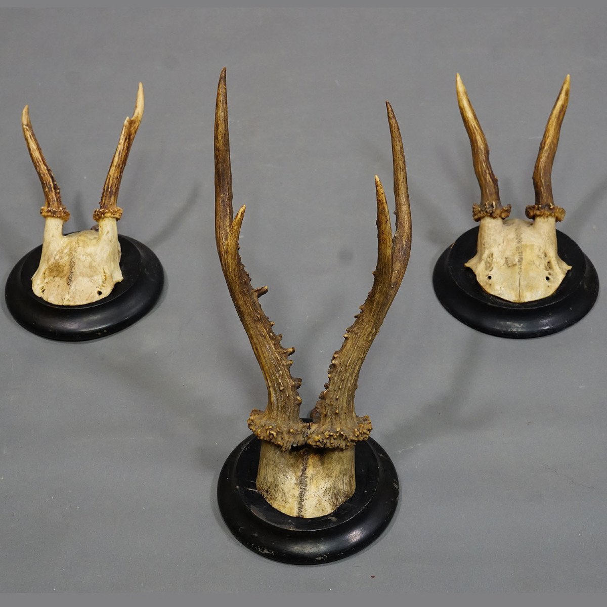 Six Old Deer Trophies On Wooden Plates Germany Circa 1940-photo-2