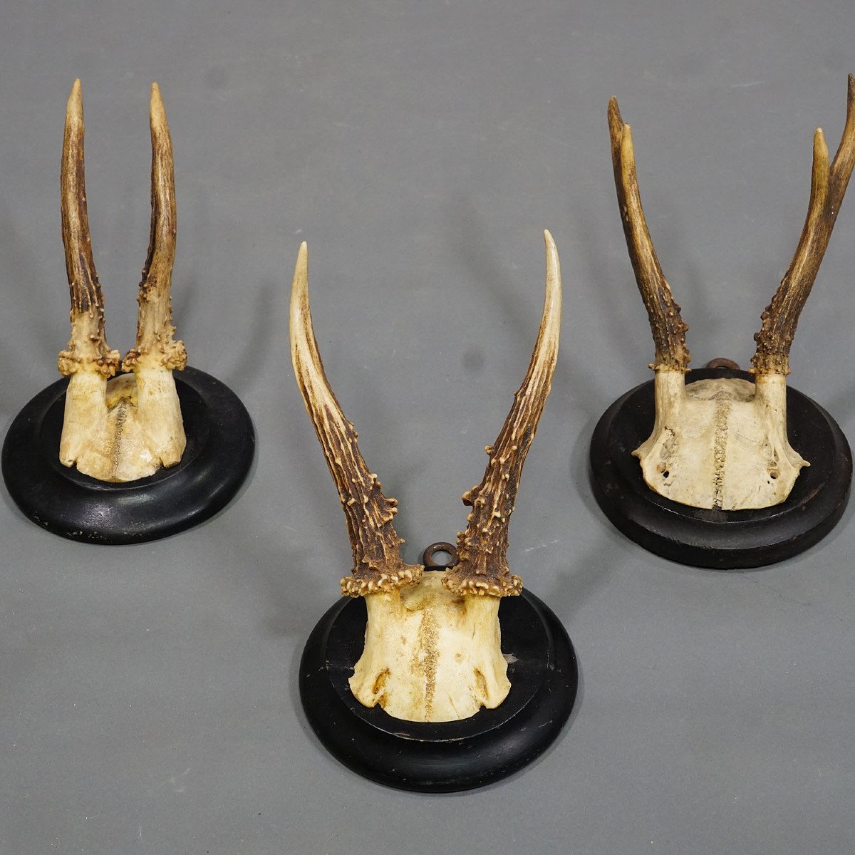 Six Old Deer Trophies On Wooden Plates Germany Circa 1940-photo-2