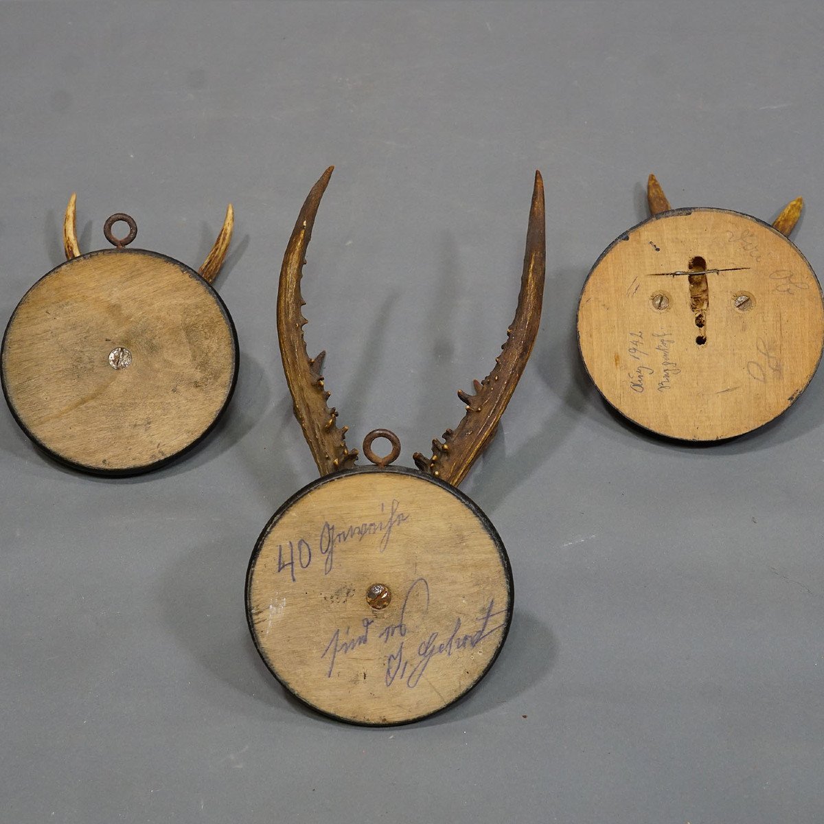 Six Old Deer Trophies On Wooden Plates Germany Circa 1940-photo-3