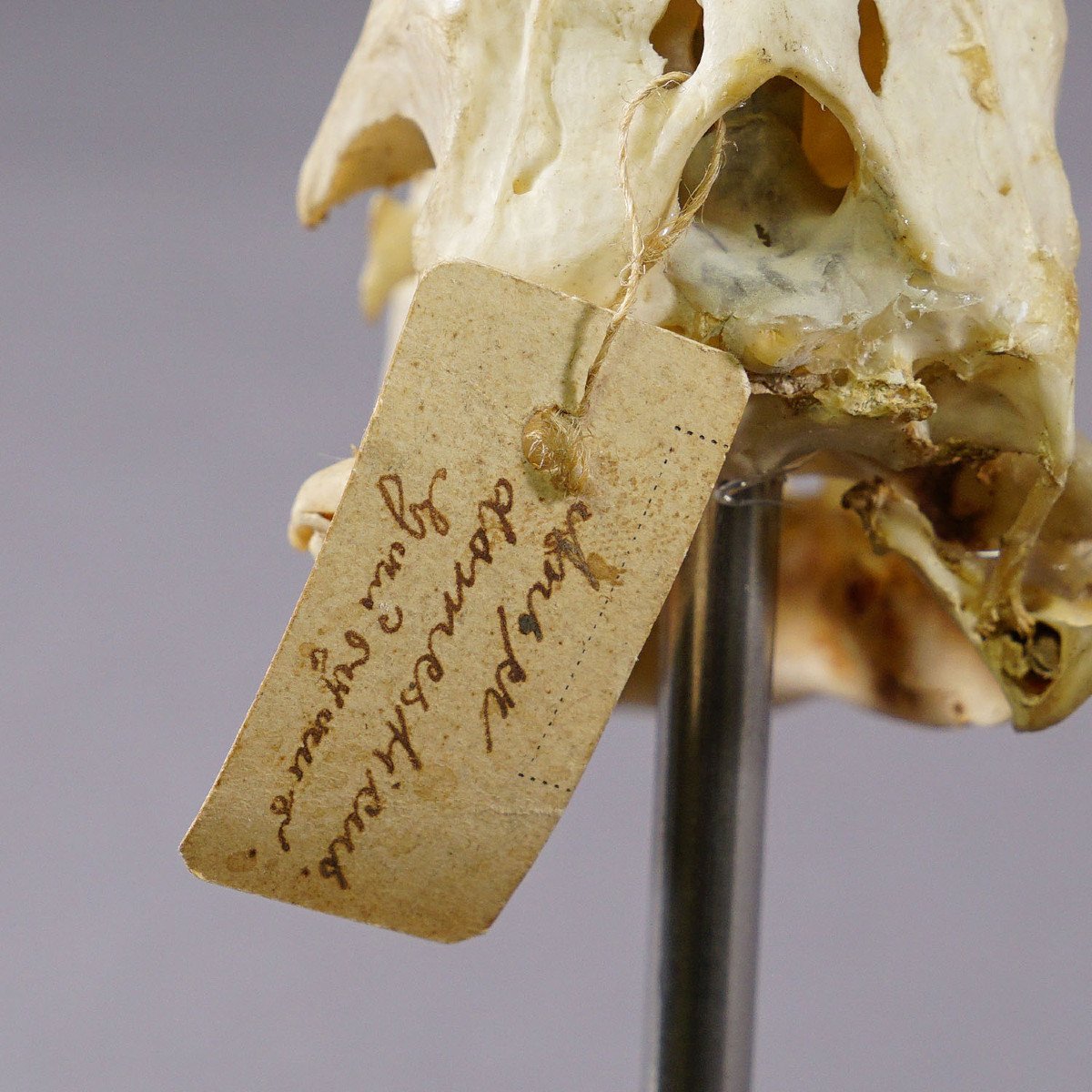 Antique Crâne Réel d'Un Canard, Allemagne Ca. Années 1900-photo-1