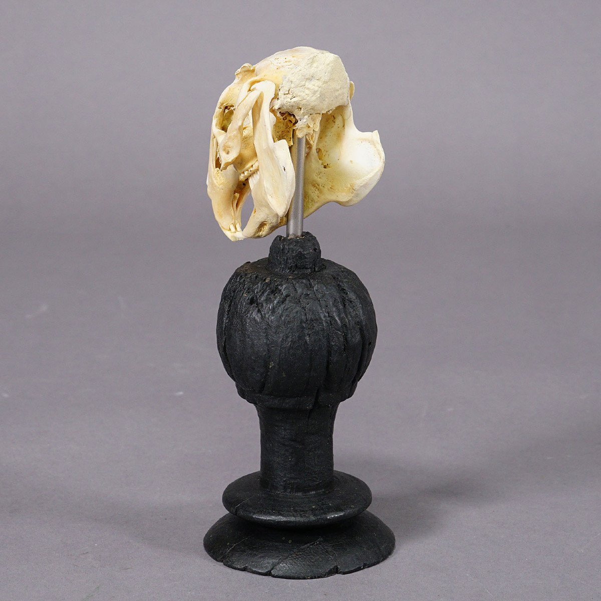 Proantic: Antique Real Skull Of A Rabbit, Germany Ca. 1900s