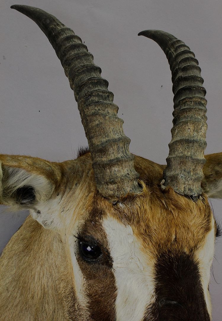 Stuffed African Sable Antelope Taxidermy -photo-2