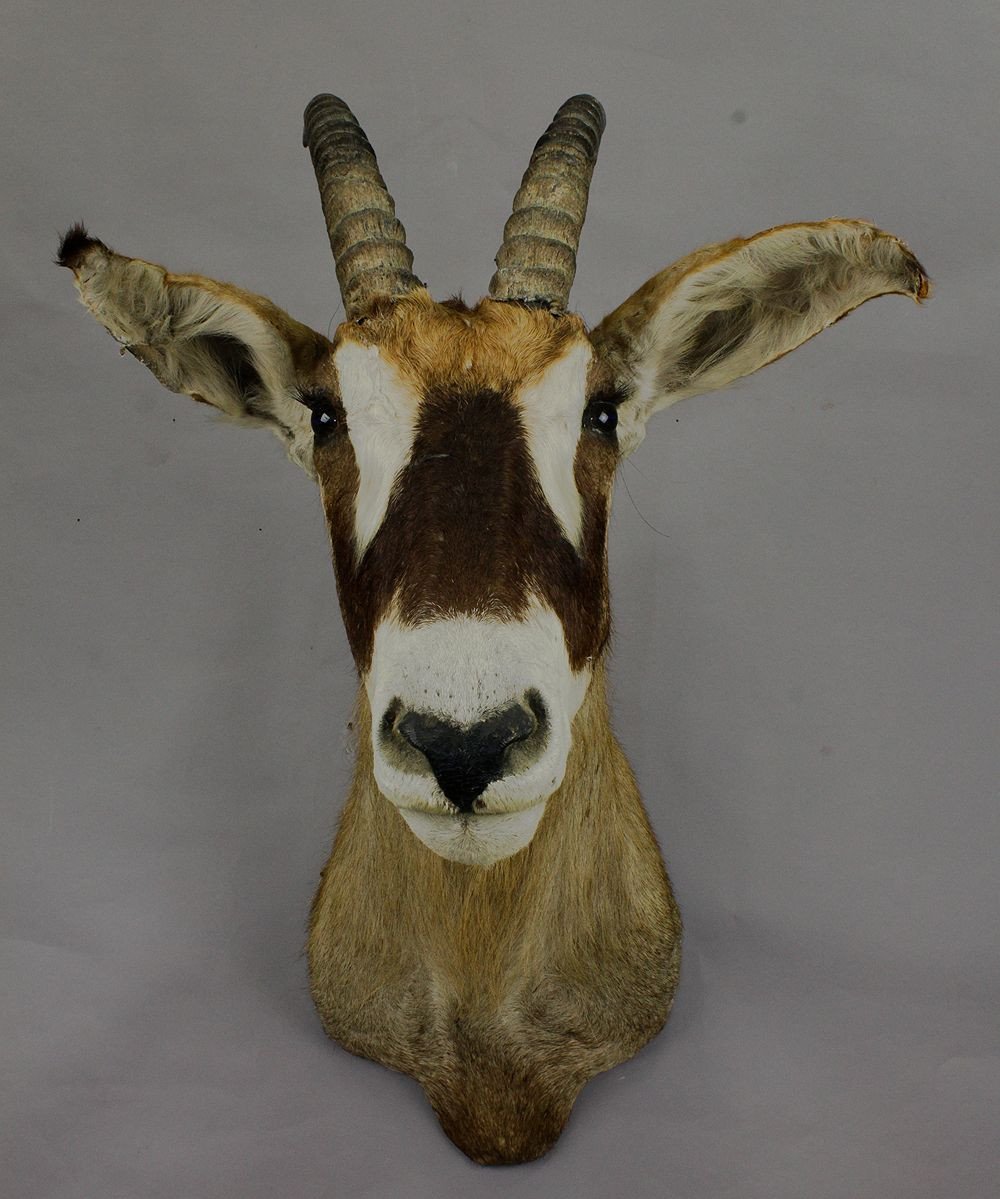 Stuffed African Sable Antelope Taxidermy -photo-3