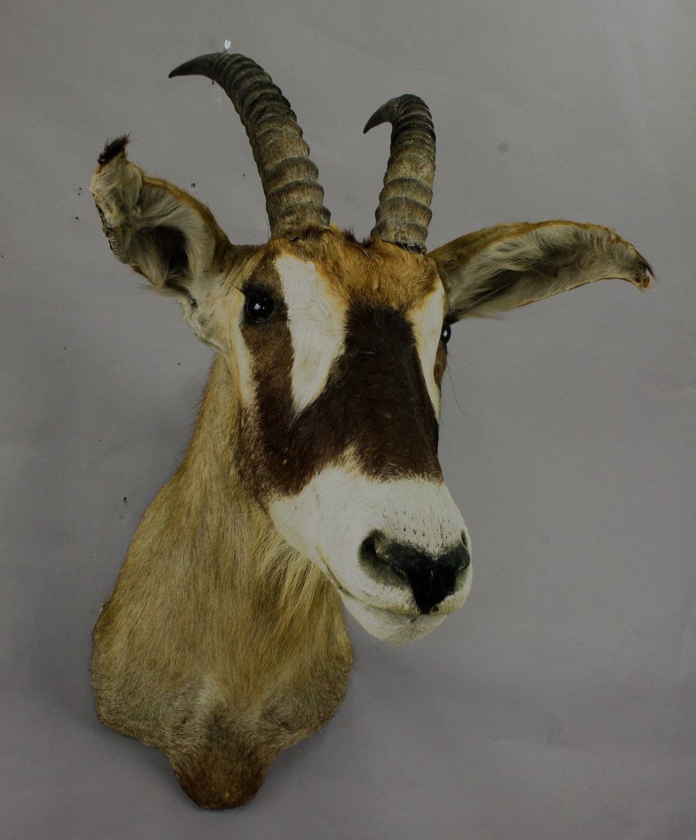 Stuffed African Sable Antelope Taxidermy -photo-4