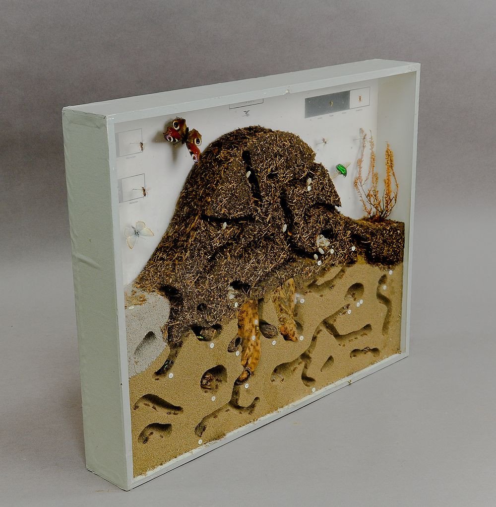 School Teaching Display Anthill Of The Red Wood Ant-photo-2