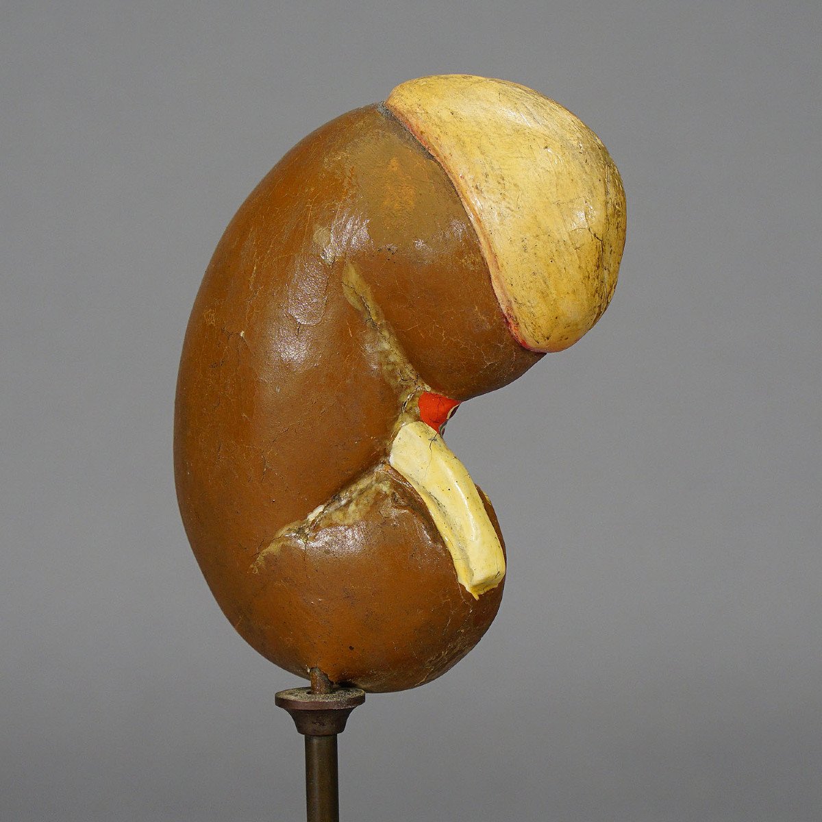 Antique Teaching Model Longitudinal Profile Of The Kidney, Circa 1900-photo-2