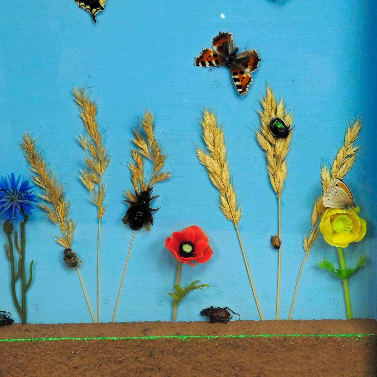 Grande Exposition d'Enseignement Scolaire Sur Les Insectes Des Prairies.-photo-2