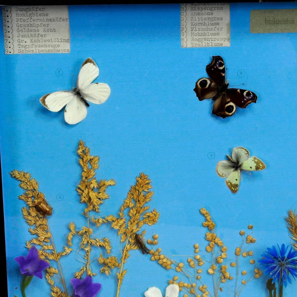 Grande Exposition d'Enseignement Scolaire Sur Les Insectes Des Prairies.-photo-4