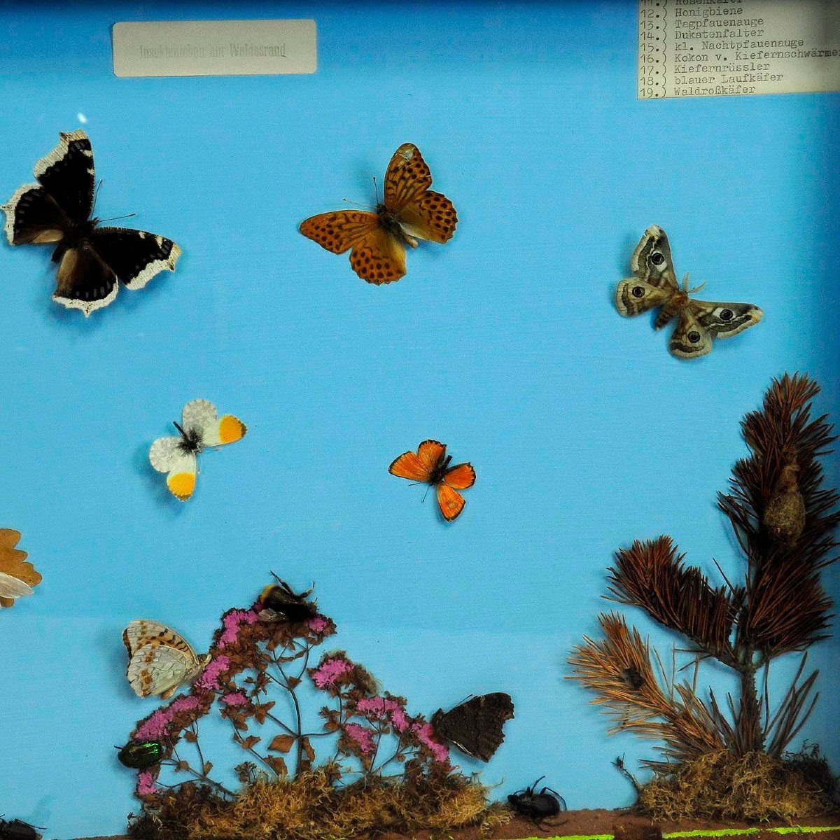 Great Vintage School Teaching Display Of The Insects Of The Forest Edge-photo-2