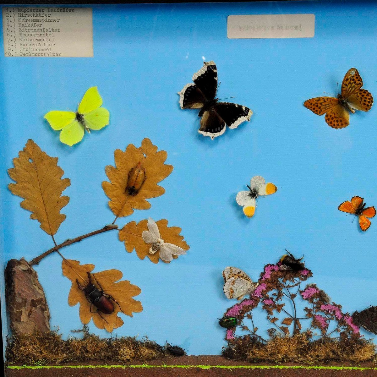Great Vintage School Teaching Display Of The Insects Of The Forest Edg