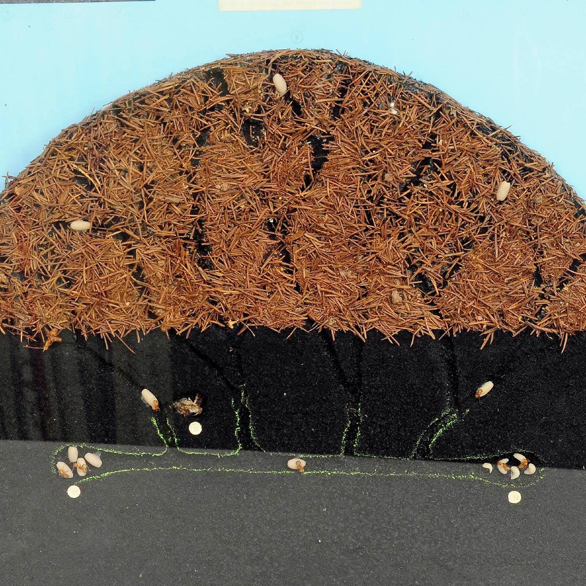 School Teaching Display Anthill Of The Horse Ant-photo-3