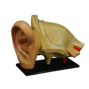 Antique Teaching Aid - Ear Model - Somso Ca. 1900