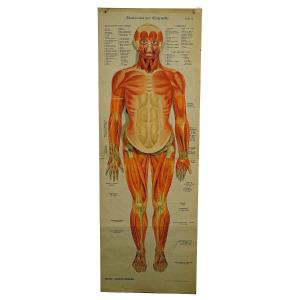 Folding Anatomical Wall Chart Illustrating Human Musculature