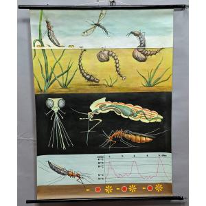 Jung Koch Quentell Tableau Mural Vintage Enroulable Moustiques Moucherons Insectes