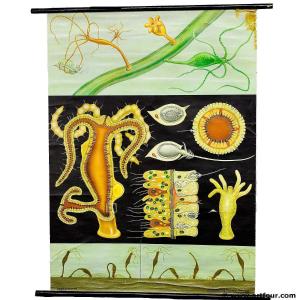 Tableau Mural Vintage Jung Koch Quentell Polyp d'Eau Douce