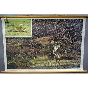 Photo Vintage Poster Wall Chart Plague Of Migratory Locusts Africa