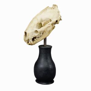 Crâne Antique d'Un Blaireau, Allemagne Ca. Années 1900