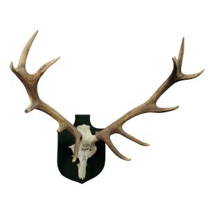 Large Deer Trophy From A Noble Estate, 14 Unequal Ends